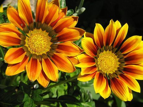 Gazania (Yellow-Orange) - Plant